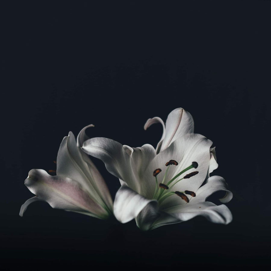 True Grace Wholesale USA